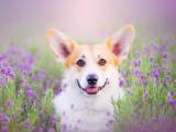 花丛中的威尔士柯基犬