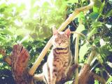 树上的猫