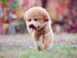 调皮泰迪犬