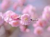 美丽的粉色桃花