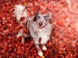 宠物澳洲牧羊犬