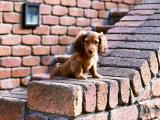 小小腊肠犬