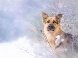 雪地里的狼狗