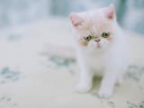 呆萌可爱猫咪
