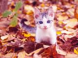 可爱小奶猫