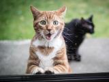 惊讶表情的猫