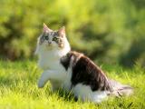 草地上的猫咪