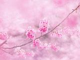 樱花之美