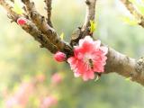 桃花中的蜜蜂