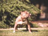 搞怪斗牛犬