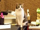 桌子上的猫咪