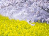 美丽的樱花油菜花