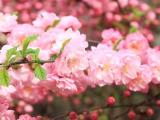 漂亮的粉色桃花