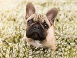 花丛中的法国斗牛犬