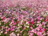 格桑花花海