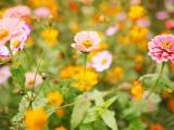 百日菊