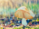 雨中的蘑菇