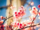 姹紫嫣红樱花