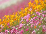 波斯菊花海