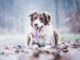 休息的澳大利亚牧羊犬