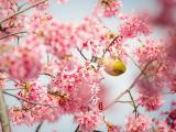 节气春分