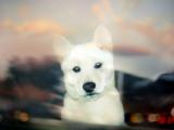白色柴犬