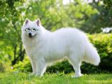 银狐犬