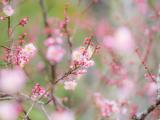 漂亮的雨后桃花