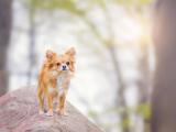 小博美犬