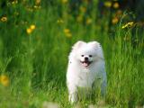 可爱白色博美犬