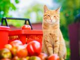 可爱黄色猫咪