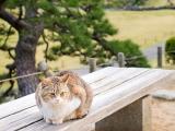 呆萌胖猫