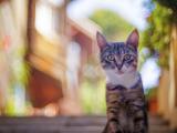 街头的萌猫