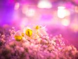唯美花卉
