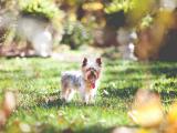 草地上的约克夏梗犬