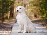 拉布拉多枪猎犬