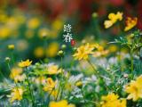 踏青节