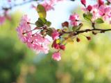 春天里的海棠花