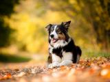 休息的边境牧羊犬