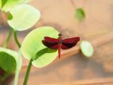 漂亮红蜻蜓