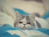波斯长毛猫