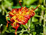 傲霜菊花