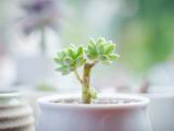 绿色宝石花盆栽