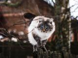 可爱蓝眼萌猫
