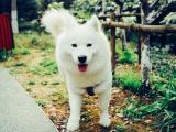 爱斯基摩犬