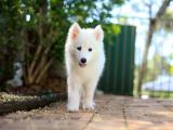 可爱萨摩犬