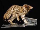打翻水的猫