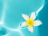 水中白色鸡蛋花