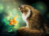 猫和金鱼