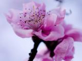樱花花蕊